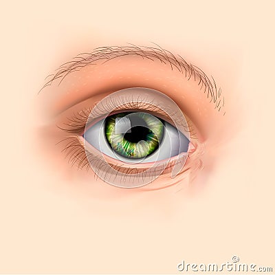 Woman green eye close up Vector Illustration