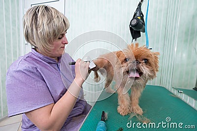 Woman groomer makes trimming Brussels Griffon Stock Photo