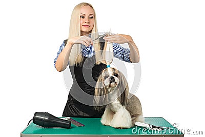 Woman groomer with scissors and cute shih-tzu Stock Photo