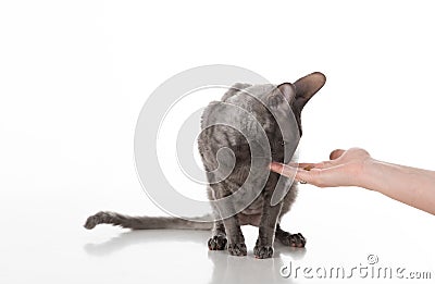 Woman Hand Feeding Black Cornish Rex Cat with food. White Background. Stock Photo