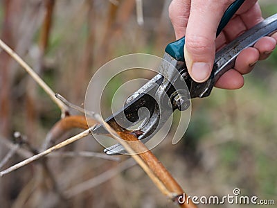 Woman hand with gardening shears pruning raspberry bush Stock Photo