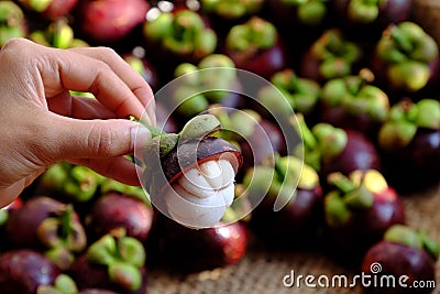 Woman hand hold Mangosteen cut in half o Mangostana Garcinia background Stock Photo