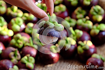 Woman hand hold Mangosteen cut in half o Mangostana Garcinia background Stock Photo