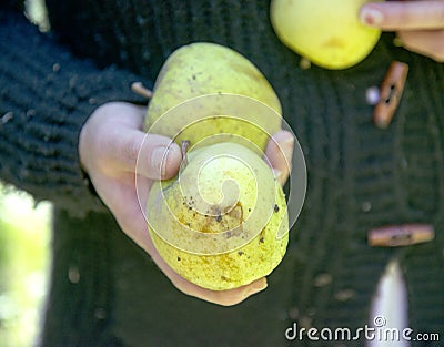 woman hand holding apple damaged by hail Stock Photo