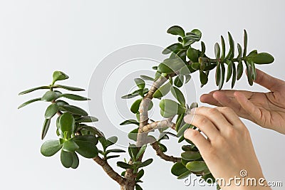 Woman hand holding branch of crassula ovata bent down of growth and softness on the white background Stock Photo