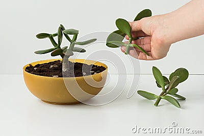 Woman hand holding cutting of homemade pinched Crassula ovata for future bonsai in round low pot and on the white background Stock Photo