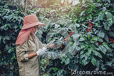 A woman in the hand holding a notebook and standing close to the coffee tree, learning about coffee Stock Photo