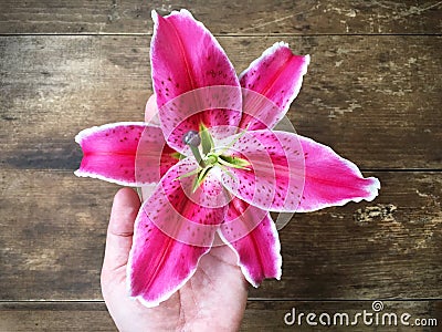 Woman hand holding pink liliy flower, wooden background Stock Photo