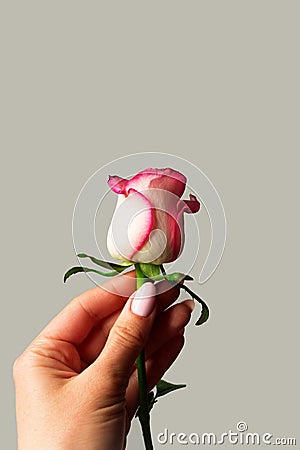 Woman hand holding white and pink rose bud on a gray isolated background. Symbol of chastity and virginity Stock Photo