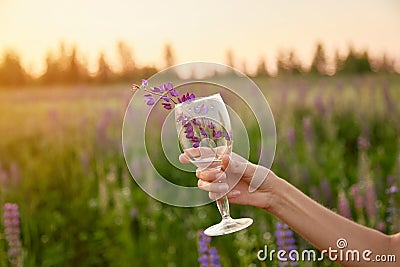 Woman hand holds a glass with lupinus in the meadow at sunset. Adaptogenic ayuverdic drink concept. Conscious Stock Photo