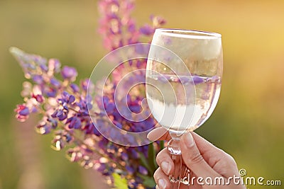 Woman hand holds a glass with lupinus in the meadow at sunset. Wellness and natural concept. Adaptogenic ayuverdic drink Stock Photo