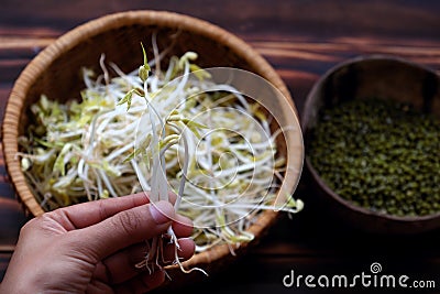 Woman hand with homemade bean sprouts, germinate of green beans Stock Photo