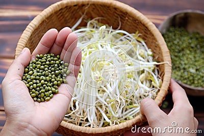 Woman hand with homemade bean sprouts, germinate of green beans Stock Photo