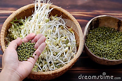 Woman hand with homemade bean sprouts, germinate of green beans Stock Photo