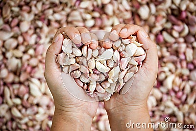 Woman hand make heart shape holding fresh garlic Stock Photo