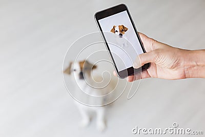 Woman hand with mobile smart phone taking a photo of a cute small dog over white background. Indoors portrait. Happy dog looking Stock Photo