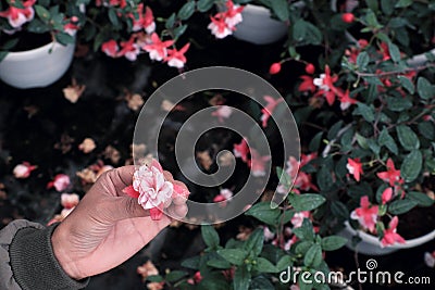 Woman hand pick up pink hardy fuchsia flower in garden Stock Photo