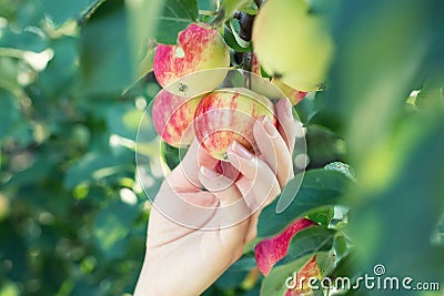 A woman hand picking a red ripe apple from the apple tree Stock Photo