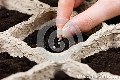 Woman hand planting seed in the ground or soil. spring sowing. Stock Photo