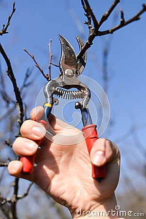 Woman hand pruning tree branch with scissor Stock Photo