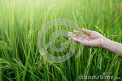 Woman hand tenderly touching a young rice in the paddy field Stock Photo