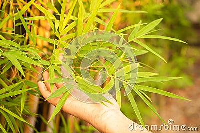 Woman hand touching bamboo leaves in morning sunlight Stock Photo