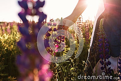 Woman hand touching flower grass in field with sunset light. Spring blossom concept, warm light Stock Photo