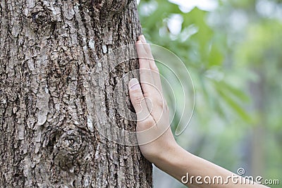 Woman hand touching tree trunk Stock Photo