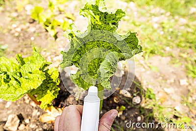 Rhubarb plant infected by many black aphids Stock Photo