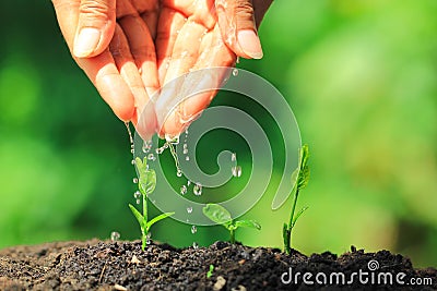 Woman hand watering to young plant in complete soil on natural green background, Growing plants concept Stock Photo