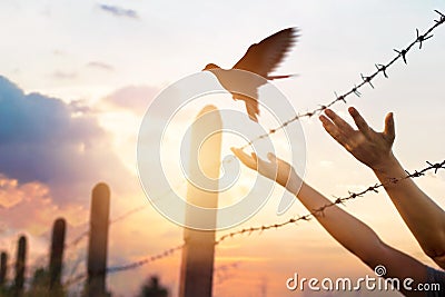 Woman hands frees the bird above a wire fence barbed Stock Photo