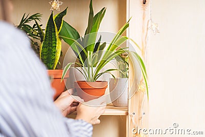 Woman gardeners with plant Stock Photo