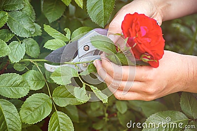 Woman hands with gardening shears cutting red rose of bush. Stock Photo