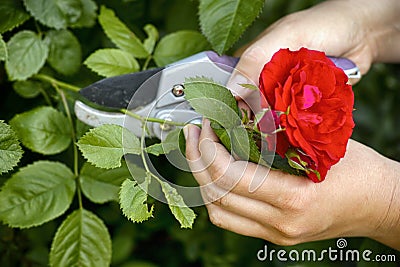 Woman hands with gardening shears cutting red rose Stock Photo
