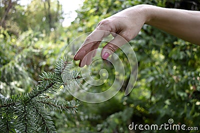 Woman finger touching tree branch Stock Photo