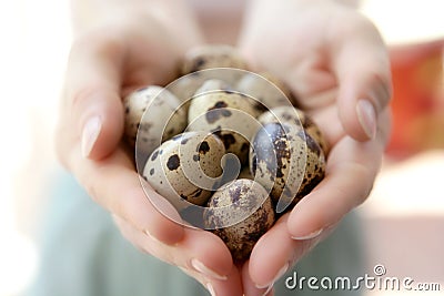 Woman hands holding fragile quail eggs Stock Photo