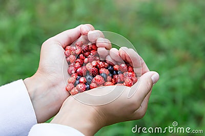 Woman hands holding handful ripe fresh forest berries in heart shape. Blueberry and wild strawberry in human palm. Stock Photo