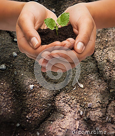 Woman hands holding plant in soil Stock Photo