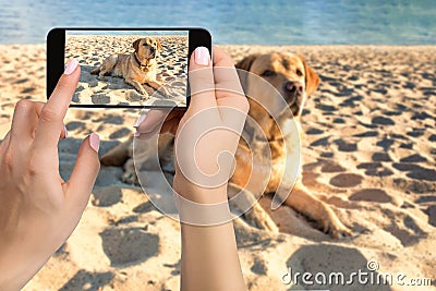 Woman hands with mobile cell phone to take a photo of labrador dog lying on the beach Stock Photo