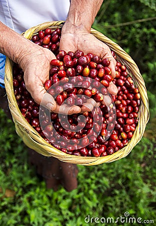 Woman hands showing delicious coffee berries, fresh harvest Stock Photo