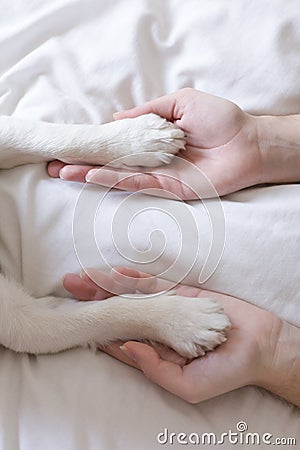 woman hands touching her dog paws on white sheet on bed. Morning, love for animals concept. Home, indoors and lifestyle Stock Photo