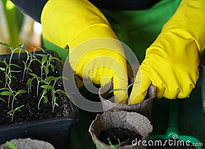 Woman is hands transplant small tomato seedlings into peat cups. Stock Photo