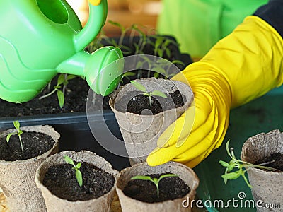 Woman is hands transplant small tomato seedlings into peat cups. Stock Photo