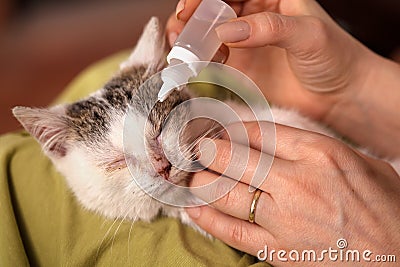 Woman hands treating a little kitten eyes with eyedrops, shallow Stock Photo