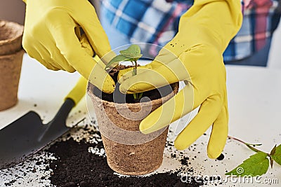 Woman hands in a yellow gloves transplating plant. Plant care concept Stock Photo