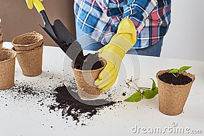 Woman hands in a yellow gloves transplating plant. Plant care concept Stock Photo