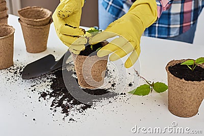 Woman hands in a yellow gloves transplating plant. Plant care concept Stock Photo