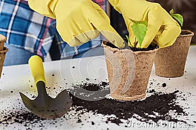 Woman hands in a yellow gloves transplating plant. Plant care concept Stock Photo