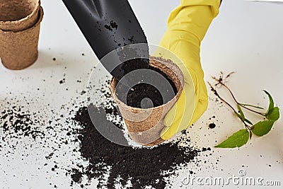 Woman hands in a yellow gloves transplating plant. Plant care concept Stock Photo