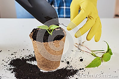 Woman hands in a yellow gloves transplating plant. Plant care concept Stock Photo